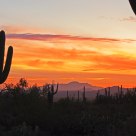 Saguaro NP at Sunset